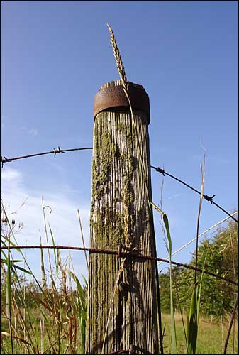 Fence post near Fladbury, August 18th, 2004