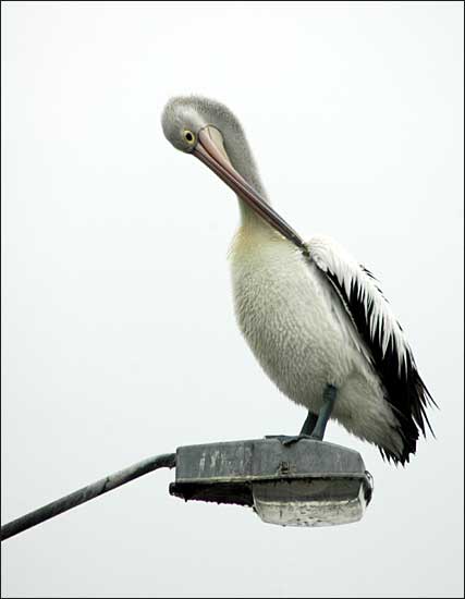 Pelican on a lamp, Bateman's Bay, NSW