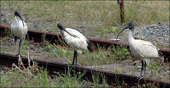 Three ibis waiting for a train, Byron Bay, NSW
