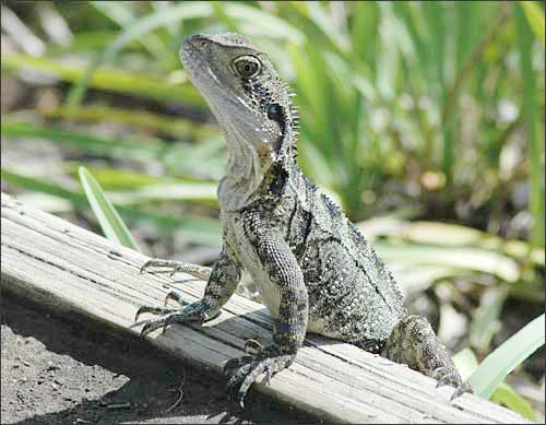 Reptilian wildlife, Byron Bay, NSW