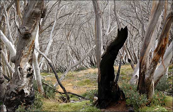 Aftermath of a bush fire, Thredbo, NSW