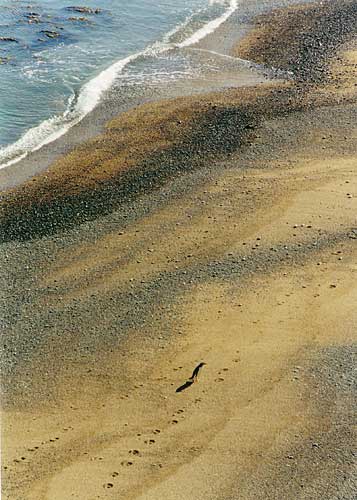 Tracks and a lone penquin - beach near Oamaru, South Island, New Zealand; December 2000