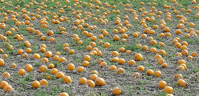 Rough rows of pumpkins ready for Halloween, Evesham; September 16th, 2004