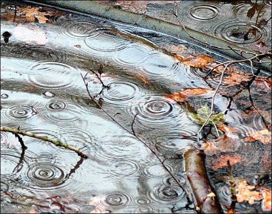 Ripples in a pond, Overbury, Worcestershire, January 9th, 2005